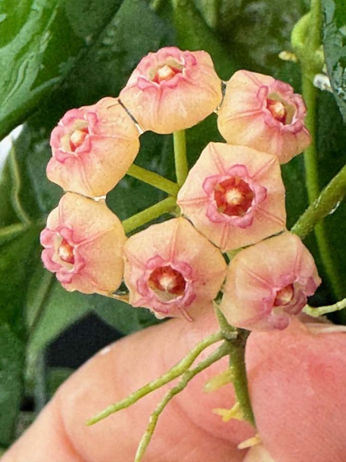 Hoya heuschkeliana (peach flowers) (3" pot) - Image 4