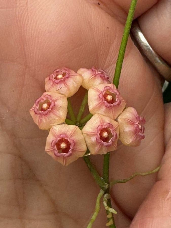 Hoya heuschkeliana (peach flowers) (3" pot) - Image 3