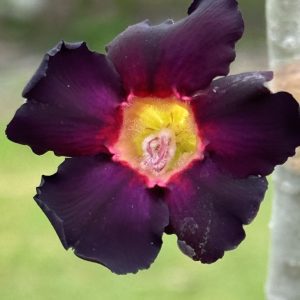 Adenium 'Big-Bang'