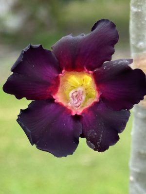 Adenium 'Big-Bang'