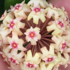 Hoya verticillata IML 1210 (former amoena) (4" pot)