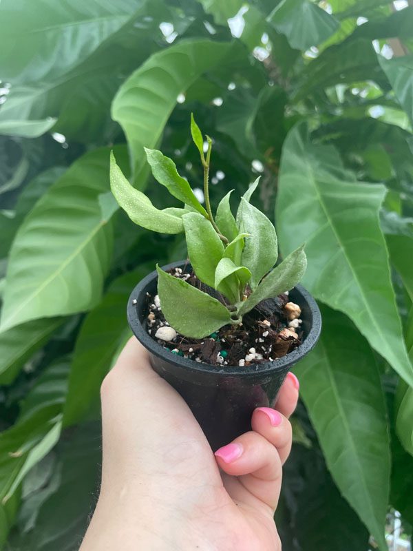 Hoya lacunosa 'Louisa's Silver' (3