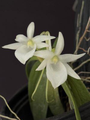 Angraecum leonis (mounted) - Image 2