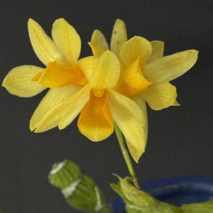 Dendrobium sulcatum
