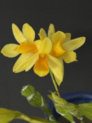 Dendrobium sulcatum