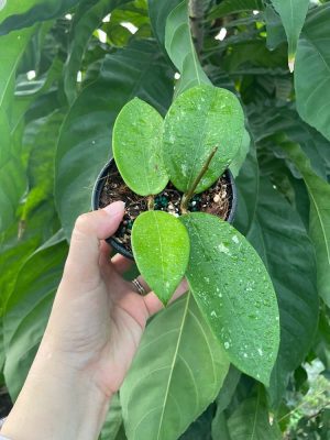 Hoya verticillata (pink flowers/some splash) (4" pot) - Image 3