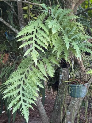 Polypodium (phlebodium) aureum 'Mandaianum' - Blue Star Fern - Image 2