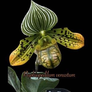 Paphiopedilum venustum - Charming Slipper Orchid (4" pot)