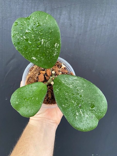 Hoya sp. Chiang Dao (splash) (3″ pot) – Gardino Nursery
