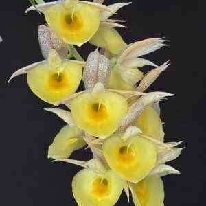 Catasetum pileatum (Imperialis x Orchid Glade Polka Dot)