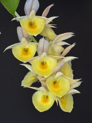 Catasetum pileatum (Imperialis x Orchid Glade Polka Dot)
