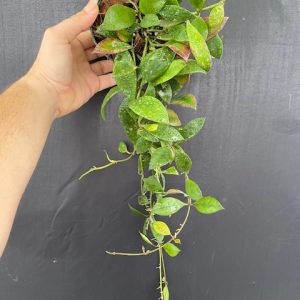 Hoya sipitangensis (4" pot) (blooming size)