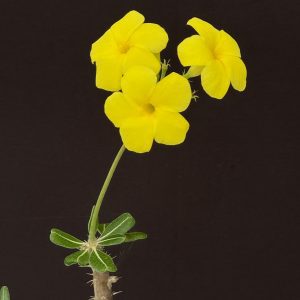 Pachypodium rosulatum - Elephant's Foot Plant (2.5" pot)