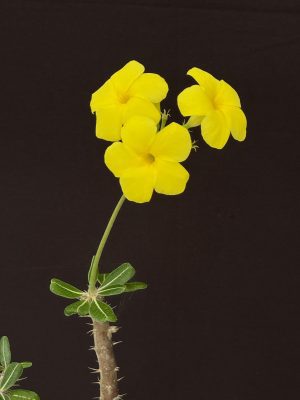 Pachypodium rosulatum - Elephant's Foot Plant (2.5" pot)