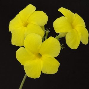 Pachypodium rosulatum - Elephant's Foot Plant (2" pot)