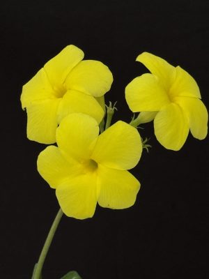 Pachypodium rosulatum - Elephant's Foot Plant (2" pot)