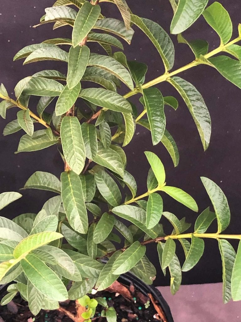 Psidium guajava ‘Nana’ – Dwarf Guava (6″ pot) – Gardino Nursery