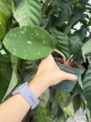 Hoya loyceandrewsiana (fka H. latifolia IML 008) (5" pot) - Image 2