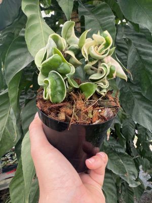 Hoya compacta 'Regalis' - Variegated Rope Hoya (4" pot) - Image 3