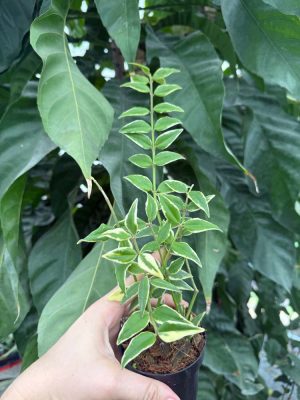 Hoya bella (outer-variegated) (3" pot) - Image 2
