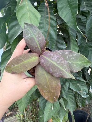Hoya undulata (3" pot) - Image 2