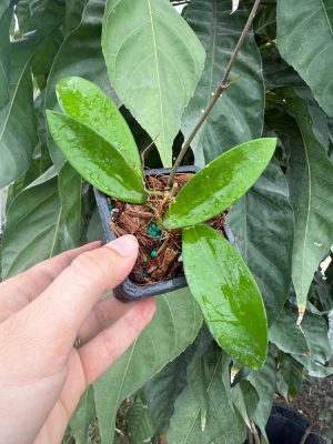 Hoya 'Linh' (MB1065) (2.5" pot) - Image 2