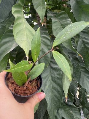 Hoya amicabilis (3" pot) (mature to bloom) - Image 2