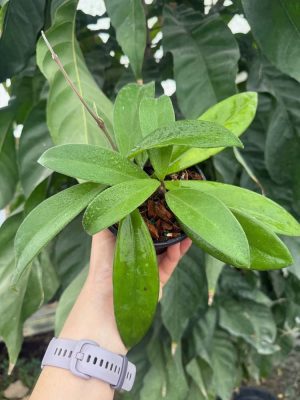 Hoya oreogena (4" pot) - Image 2