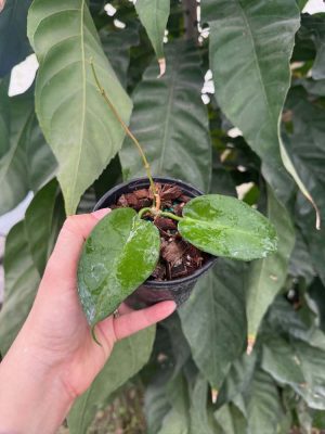 Hoya noid (Mr. Brant) (4" pot) - Image 2