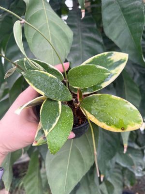 Hoya verticillata (outer-variegated) (4" pot) - Image 2
