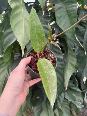 Hoya verticillata (sp. Spoon Leaf) EPC-145 (4" pot) - Image 2