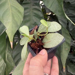 Hoya nummularioides (silver) (2.5" pot)