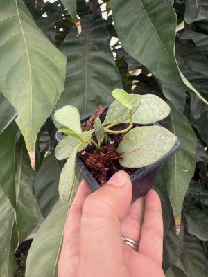 Hoya nummularioides (silver) (2.5" pot)