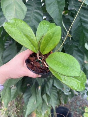 Hoya hybrid EPC-1017 x self (4" pot) - Image 2