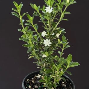 Serissa foetida 'Variegated' - Variegated Snow Rose 4" pots