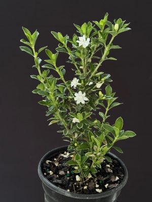 Serissa foetida 'Variegated' - Variegated Snow Rose 4" pots