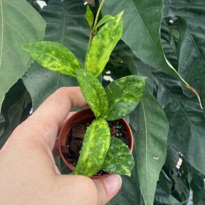 Hoya lacunosa 'Amarillo' (2" pot)