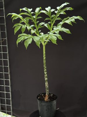 Amorphophallus paeonifolius - Elephant Foot Yam - 6" pot - Image 12