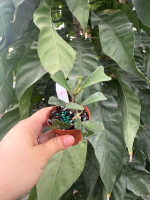 Hoya manipurensis (2" pot) - Image 2