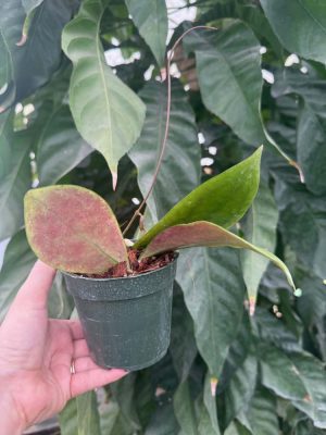 Hoya erythrostemma (4" pot) (larger leaf form) - Image 2