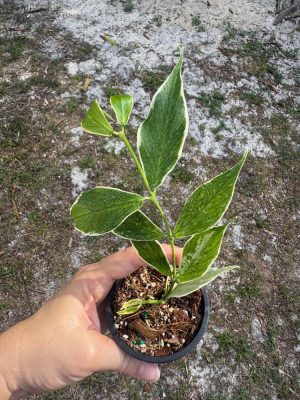 Hoya polyneura outer-variegated (3" pot) - Image 2