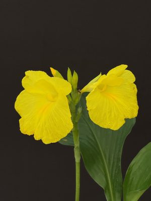 Siphonochilus decora - Yellow Trumpet Ginger - Dwarf Ginger Lily (6" Pot)