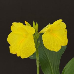 Siphonochilus decora - Yellow Trumpet Ginger - Dwarf Ginger Lily (4" Pot)