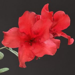 Azalea 'Vivid Red' (miniature) (4" pot)