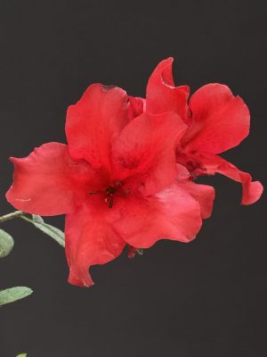 Azalea 'Vivid Red' (miniature) (4" pot)