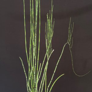 Equisetum hyemale - Horsetail (6" pot)