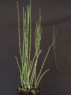 Equisetum hyemale - Horsetail (6" pot)