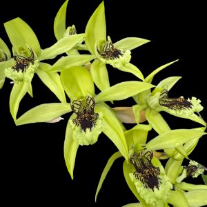 Coelogyne pandurata (6" pot)