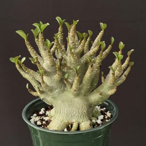 Adenium arabicum 'Octopus' 6" pots
