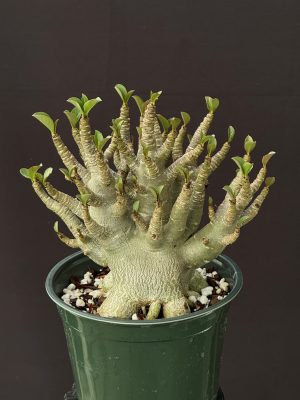 Adenium arabicum 'Octopus' 6" pots